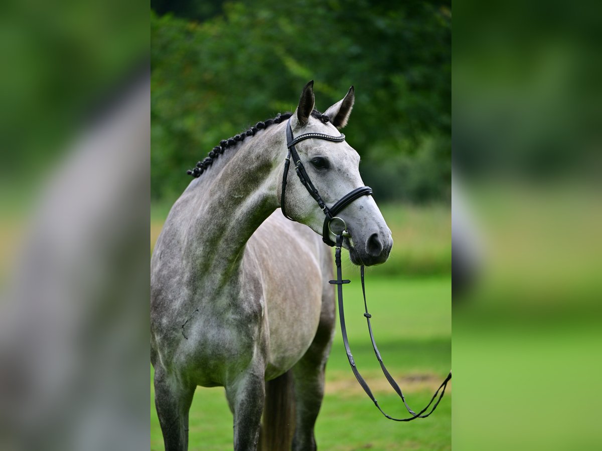 Deutsches Sportpferd Wallach 4 Jahre 172 cm Schimmel in Zossen