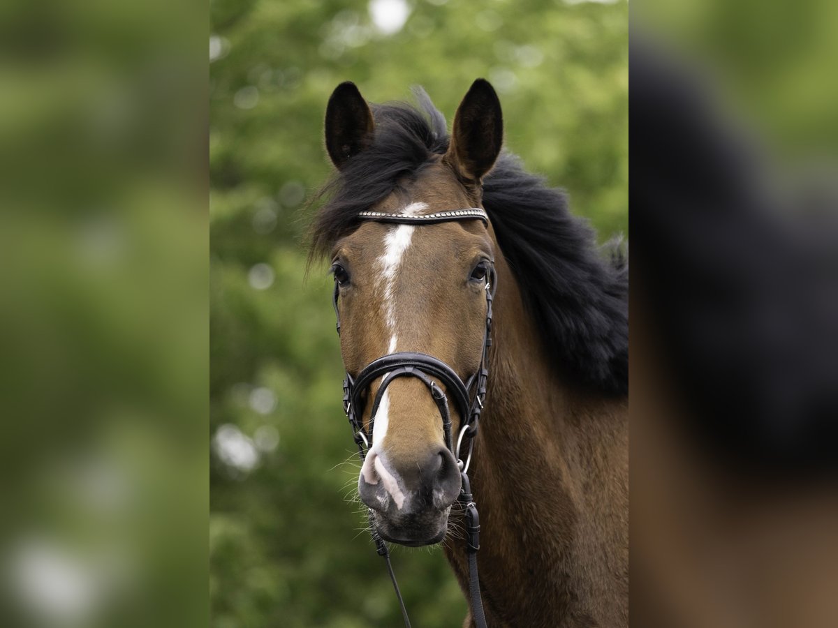 Deutsches Sportpferd Wallach 4 Jahre 173 cm Brauner in Kirchberg