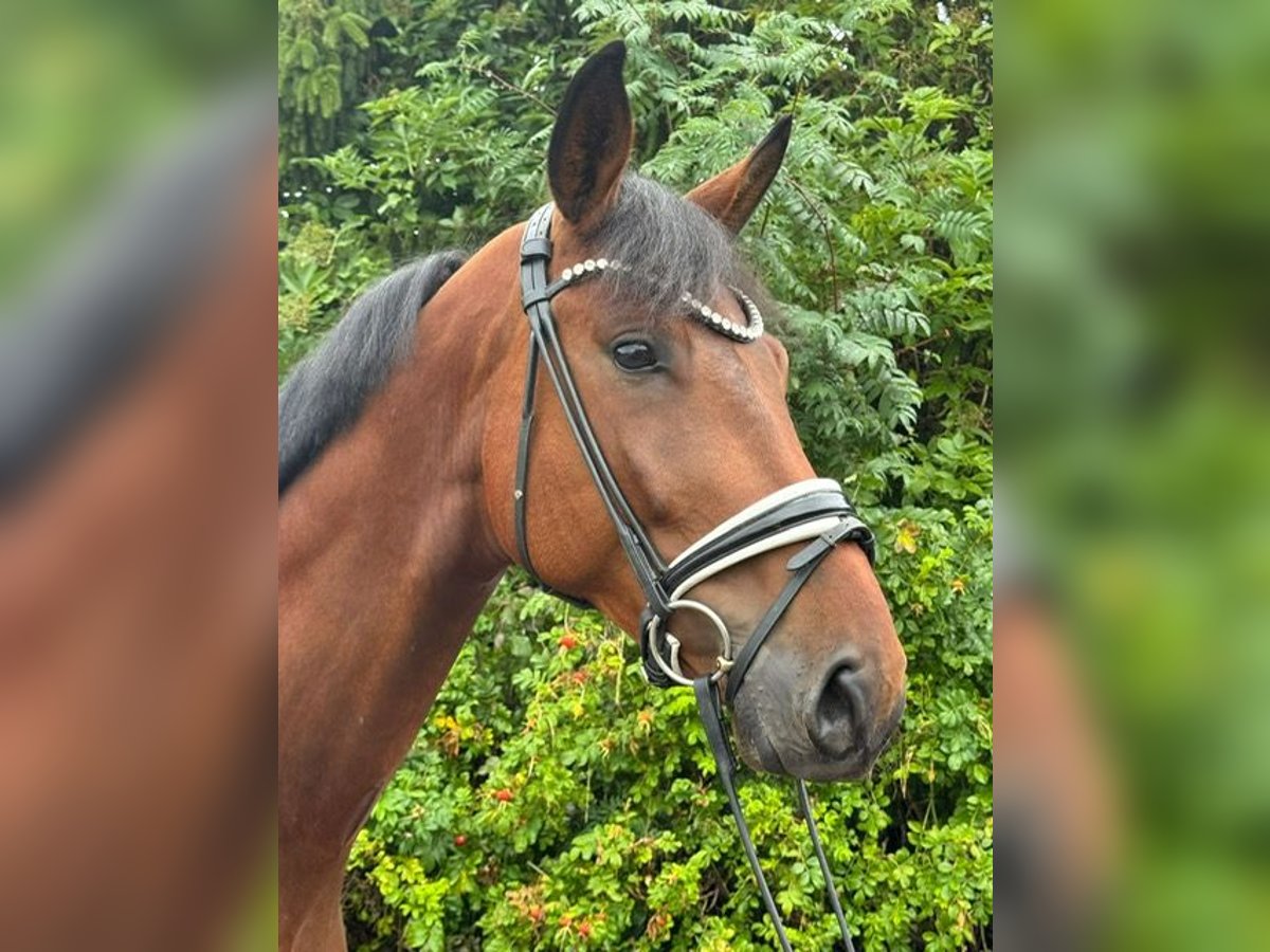 Deutsches Sportpferd Wallach 4 Jahre 173 cm Brauner in Drackenstein