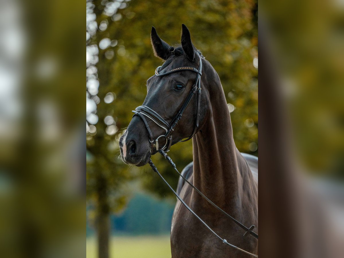 Deutsches Sportpferd Wallach 4 Jahre 173 cm Dunkelbrauner in Gomadingen