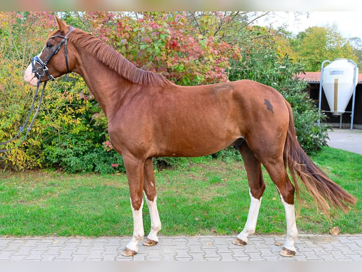 Deutsches Sportpferd Wallach 4 Jahre 173 cm Fuchs in Ladeburg