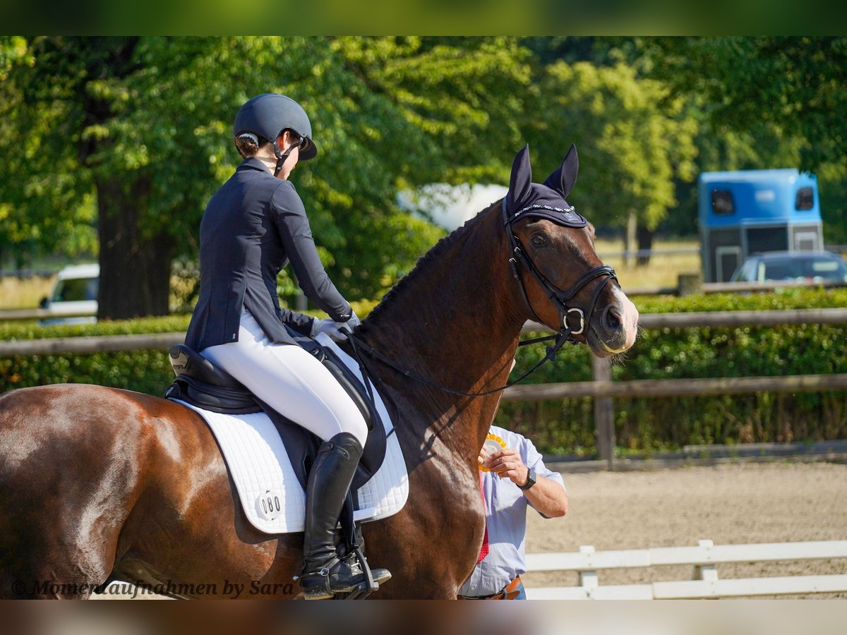 Deutsches Sportpferd Wallach 4 Jahre 174 cm Dunkelfuchs in Leipzig