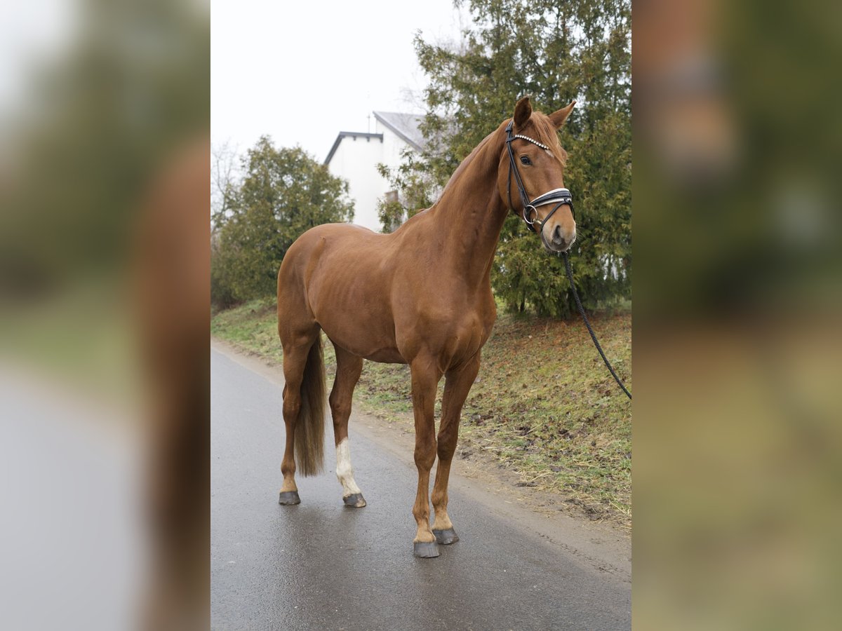 Deutsches Sportpferd Wallach 4 Jahre 174 cm Fuchs in Phöben