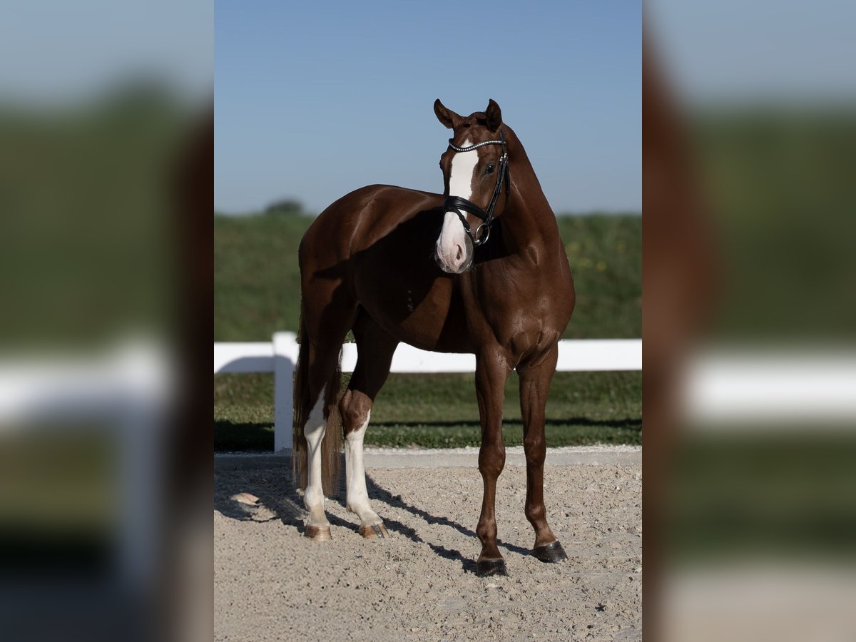 Deutsches Sportpferd Wallach 4 Jahre 174 cm Fuchs in Hawangen