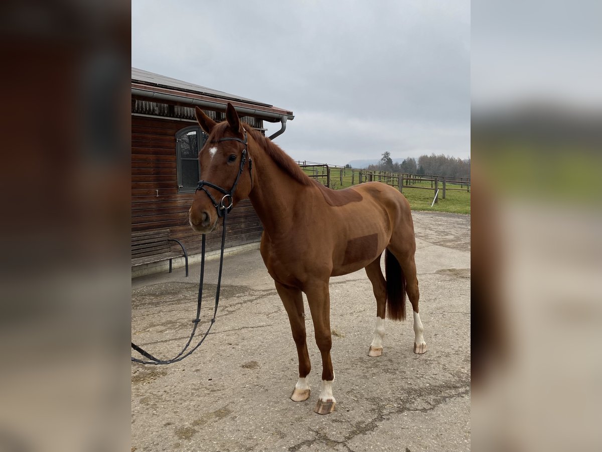 Deutsches Sportpferd Wallach 4 Jahre 175 cm Dunkelfuchs in Donzdorf