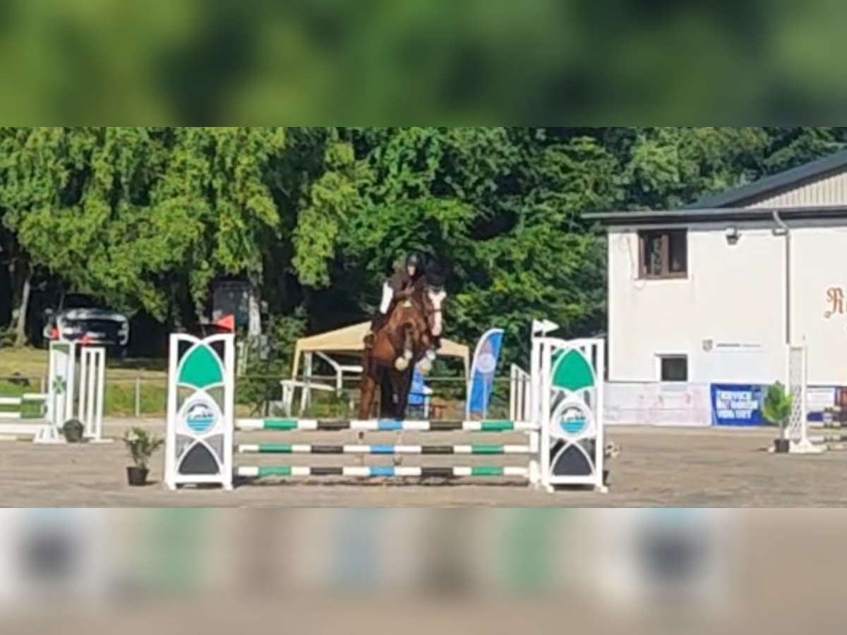 Deutsches Sportpferd Wallach 4 Jahre 176 cm Brauner in Buchholz (Westerwald) Deutsches Sportpferd Wallach 4 Jahre 176 cm Brauner in Buchholz (Westerwald)