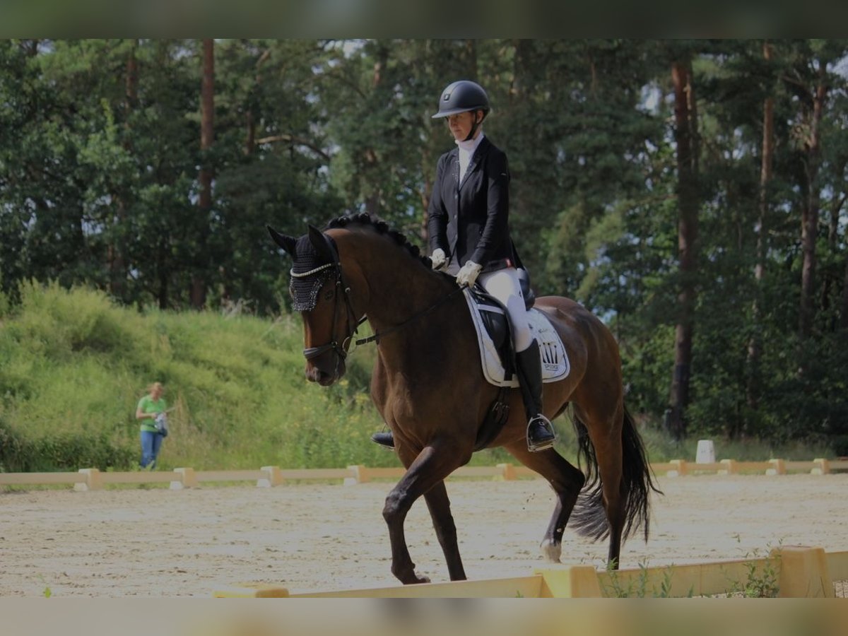 Deutsches Sportpferd Wallach 4 Jahre 177 cm Brauner in Klötze