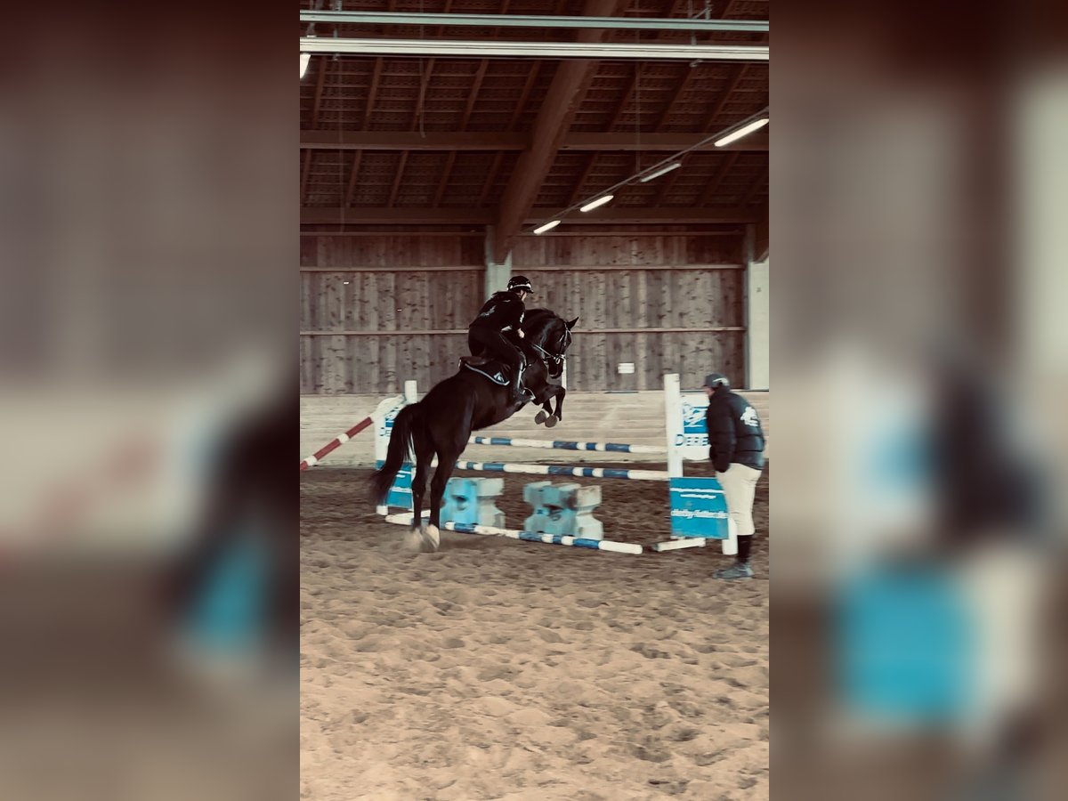 Deutsches Sportpferd Wallach 4 Jahre 180 cm Rappe in M&#xFC;nchen