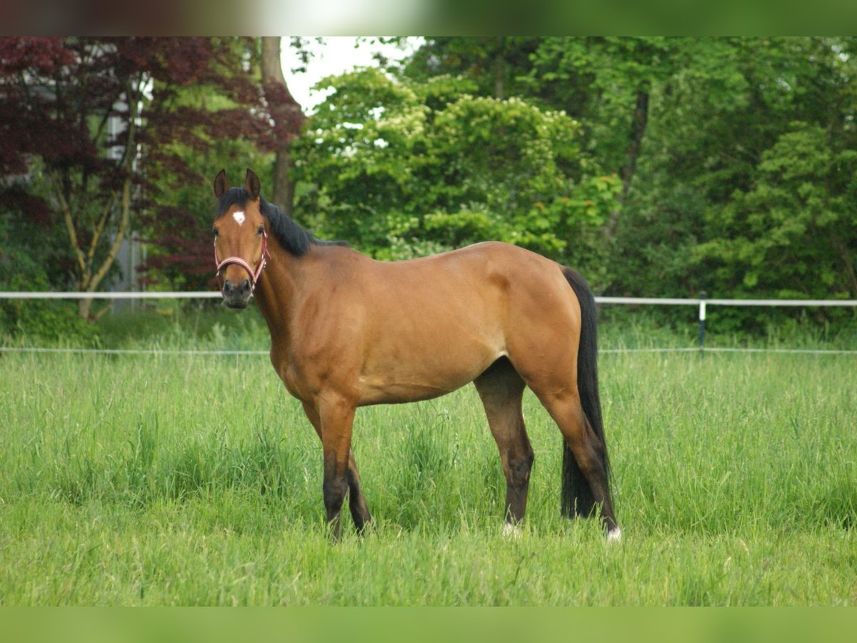 Deutsches Sportpferd Wallach 5 Jahre 160 cm Brauner in Babensham