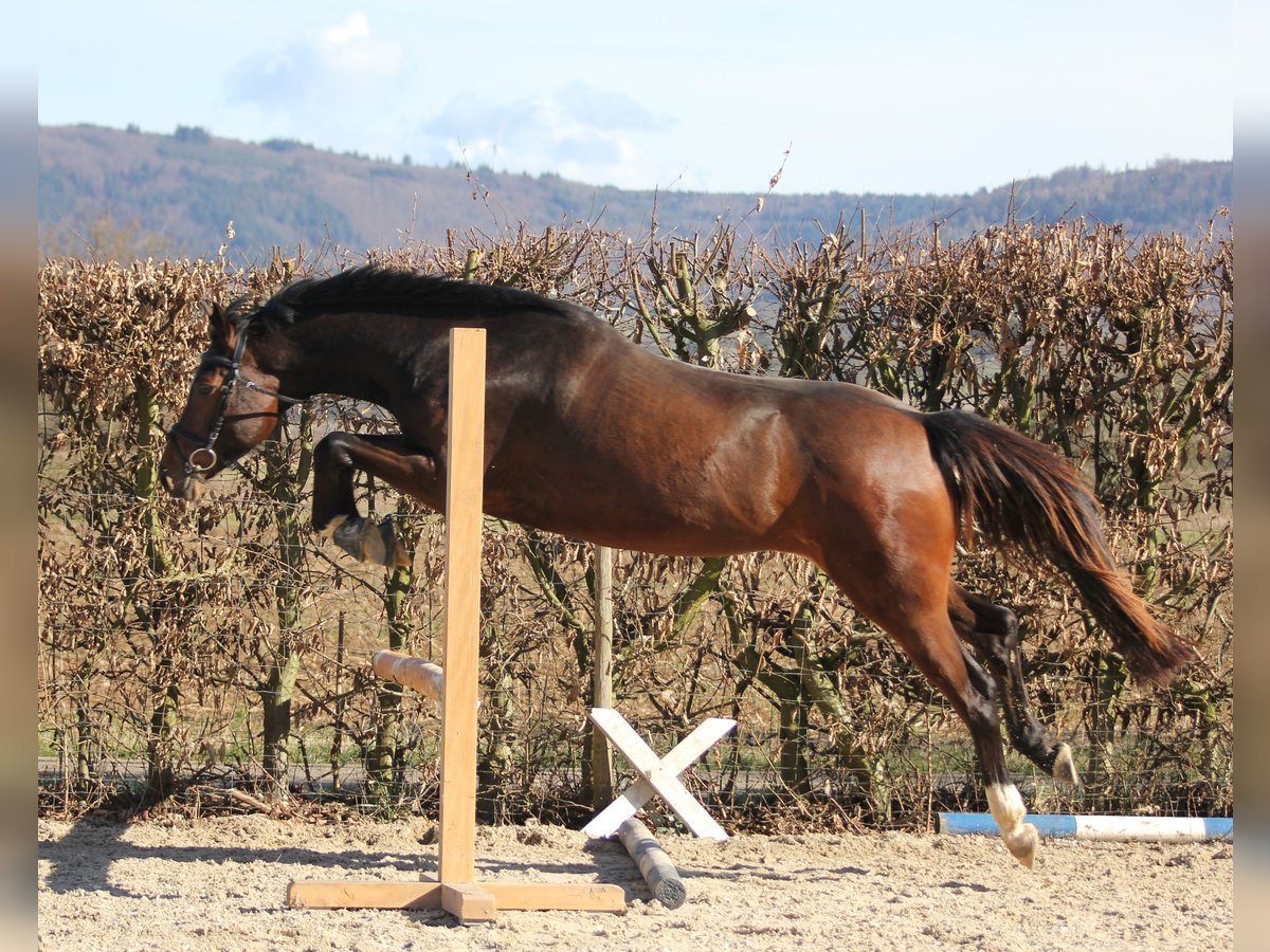 Deutsches Sportpferd Wallach 5 Jahre 161 cm Brauner in Offenburg Deutsches Sportpferd Wallach 5 Jahre 161 cm Brauner in Offenburg