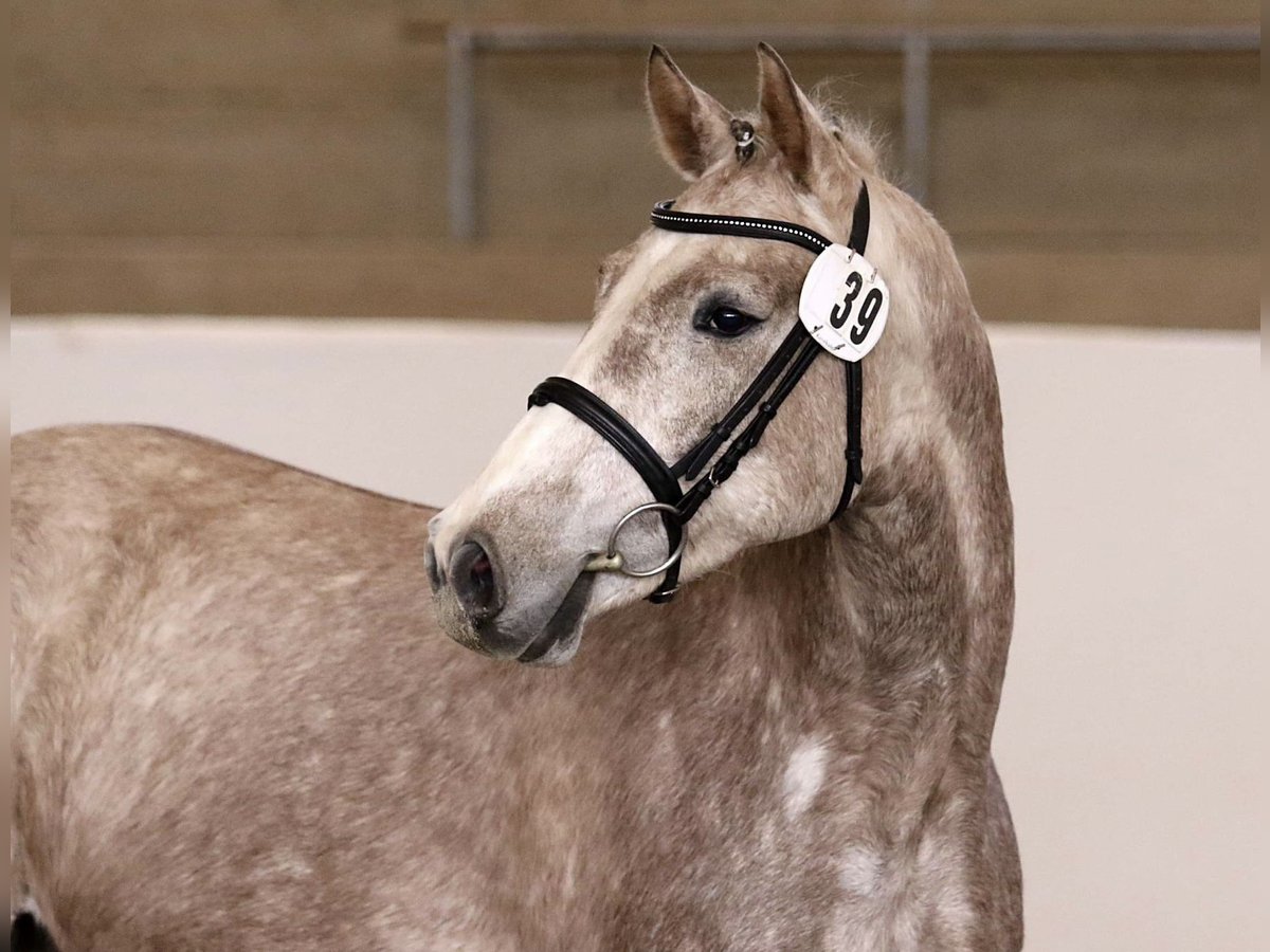 Deutsches Sportpferd Wallach 5 Jahre 162 cm Schimmel in Neuendorf
