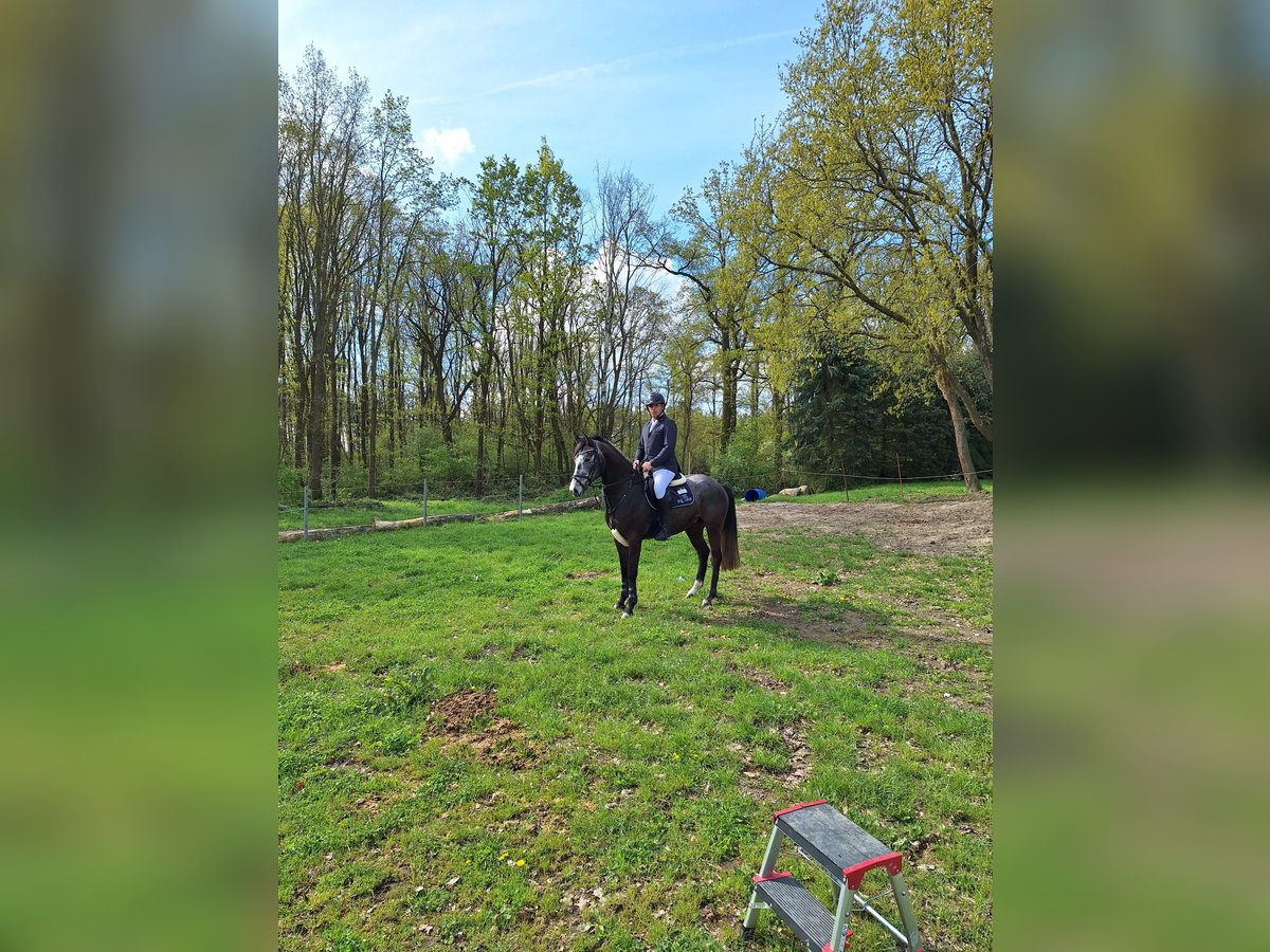 Deutsches Sportpferd Wallach 5 Jahre 163 cm Rappschimmel in Walternienburg