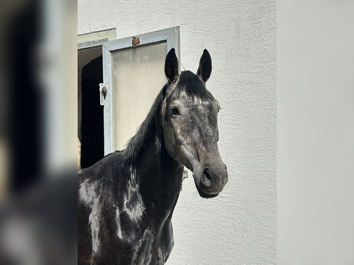 Deutsches Sportpferd Wallach 5 Jahre 163 cm Schimmel in Cavertitz