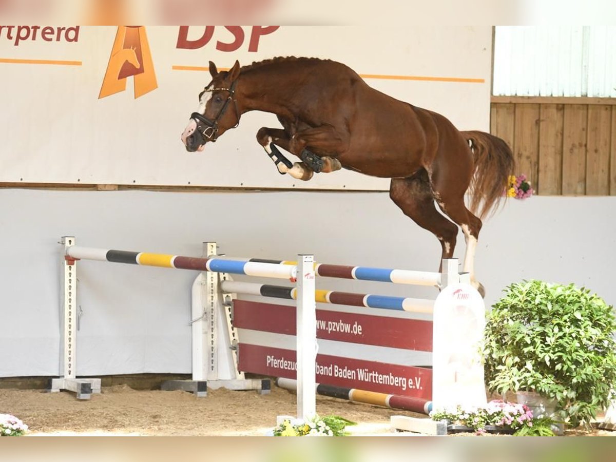 Deutsches Sportpferd Wallach 5 Jahre 164 cm Dunkelfuchs in Gerstetten