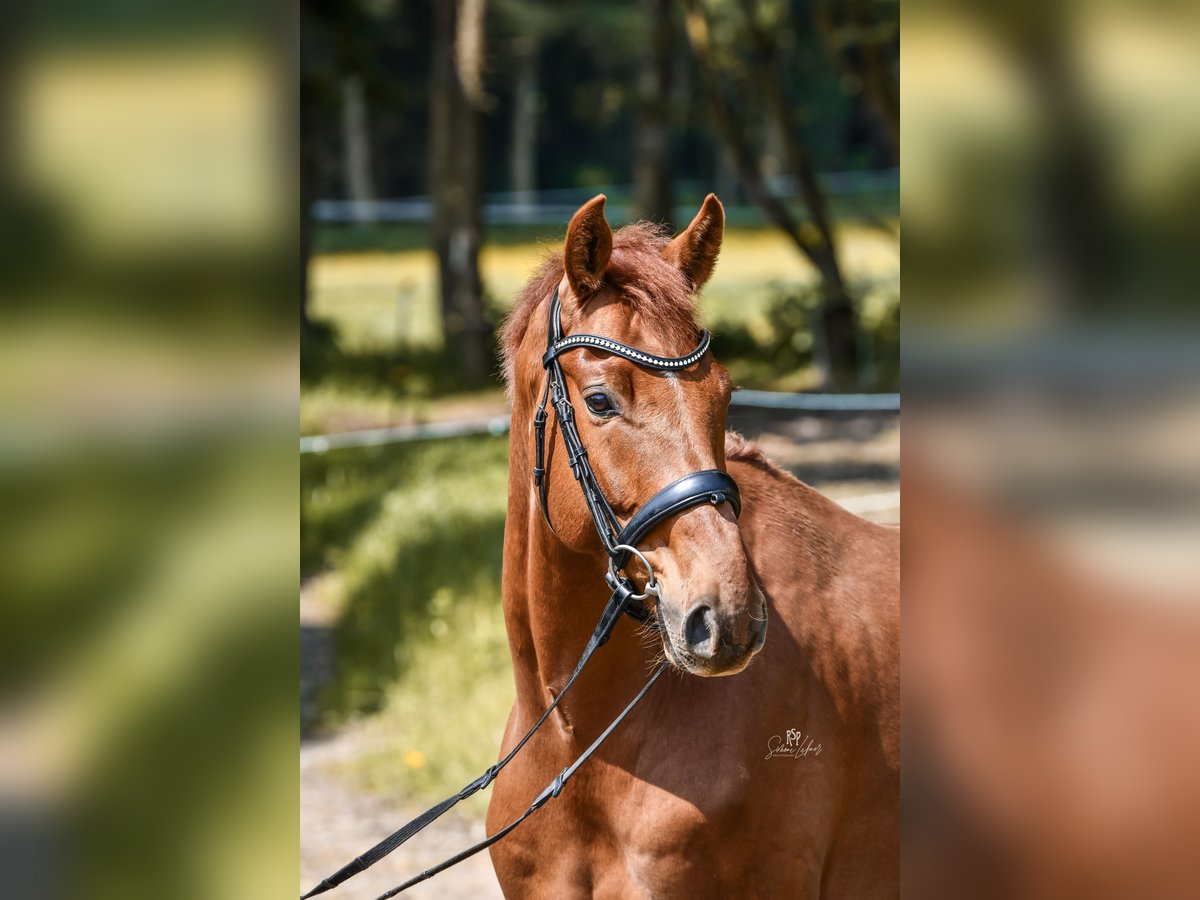 Deutsches Sportpferd Wallach 5 Jahre 164 cm Fuchs in Linz