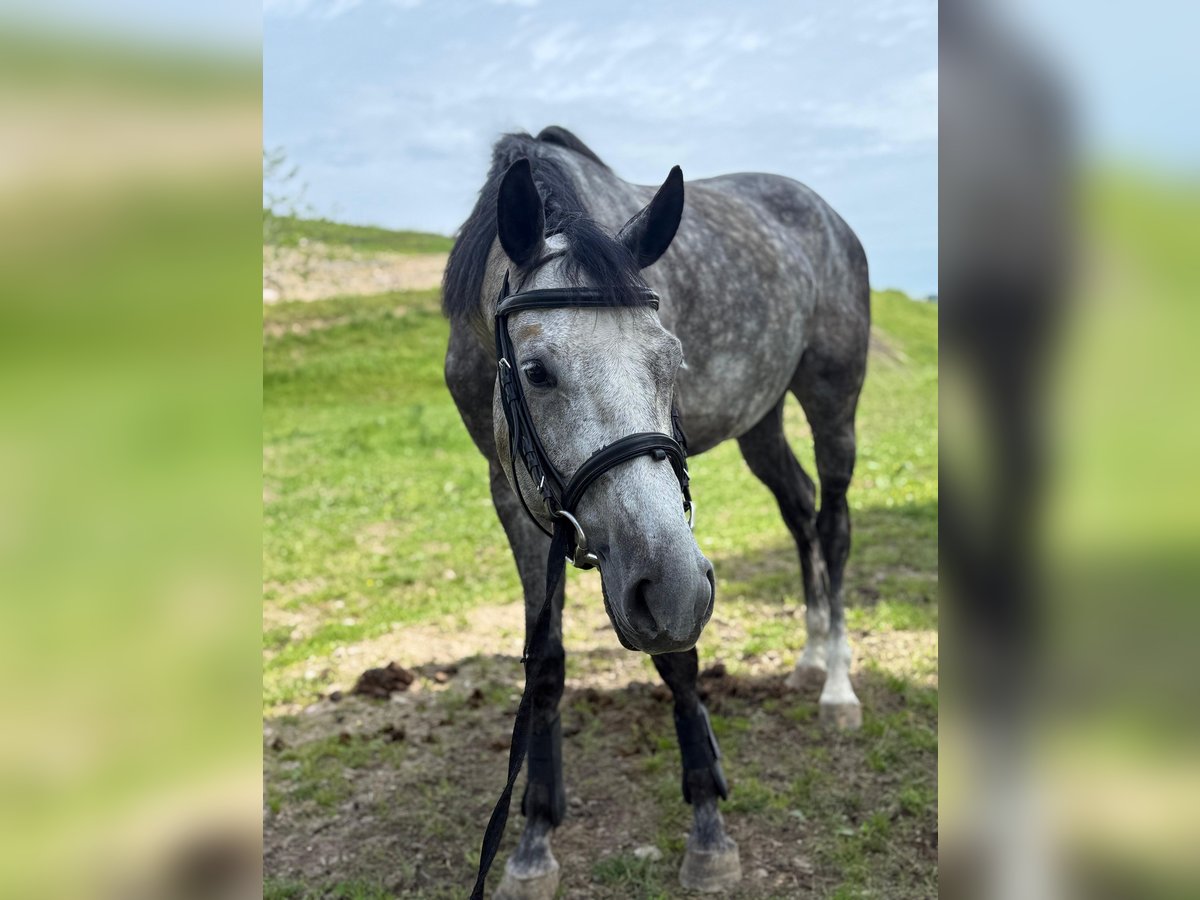 Deutsches Sportpferd Wallach 5 Jahre 165 cm Apfelschimmel in Innerschwand am Mondsee