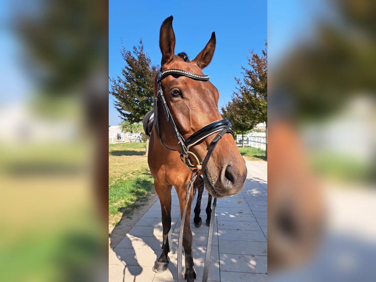 Deutsches Sportpferd Wallach 5 Jahre 165 cm Brauner in Biehlen