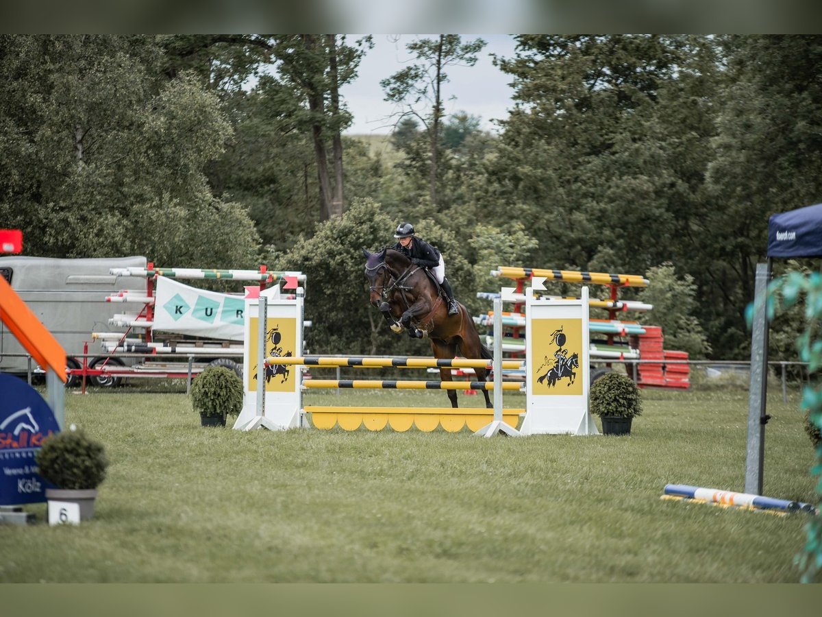 Deutsches Sportpferd Wallach 5 Jahre 165 cm Dunkelbrauner in Eppingen