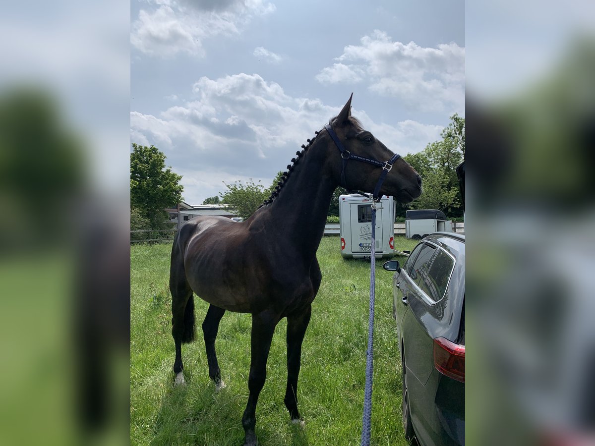 Deutsches Sportpferd Wallach 5 Jahre 166 cm Brauner in Thedinghausen