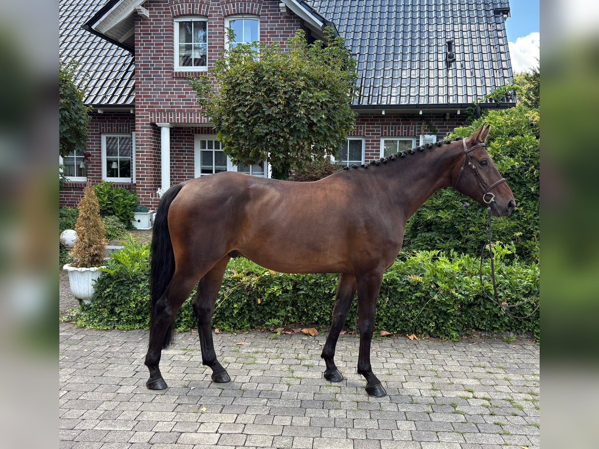 Deutsches Sportpferd, Wallach in Wächtersbach