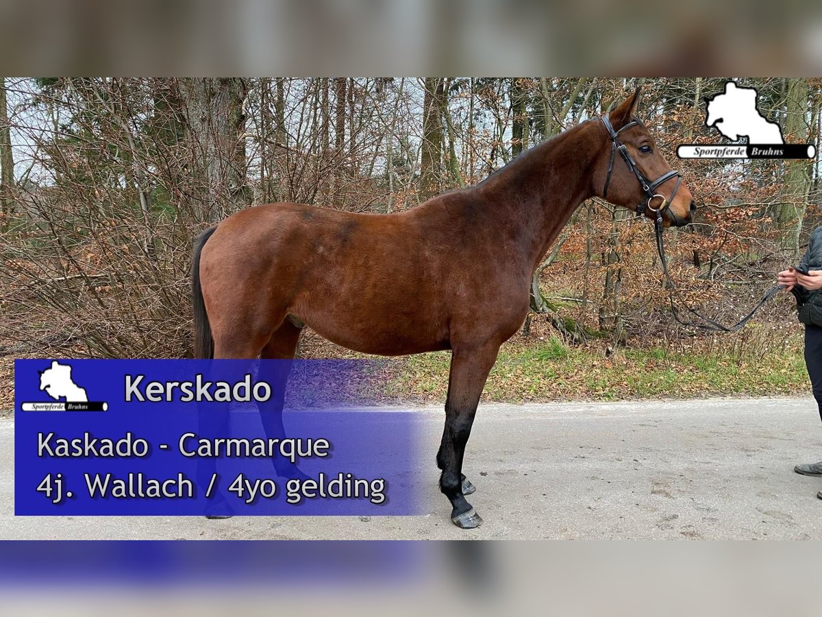 Deutsches Sportpferd Wallach 5 Jahre 167 cm Brauner in Gadow