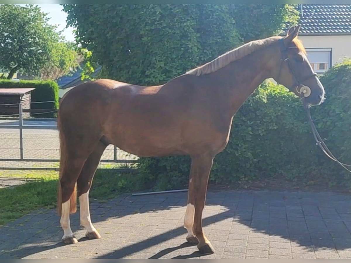 Deutsches Sportpferd Wallach 5 Jahre 167 cm Fuchs in Buchholz (Westerwald) Deutsches Sportpferd Wallach 5 Jahre 167 cm Fuchs in Buchholz (Westerwald)