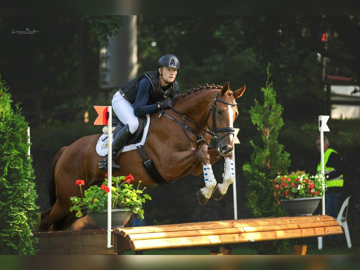 Deutsches Sportpferd Wallach 5 Jahre 167 cm Fuchs in Nürtingen