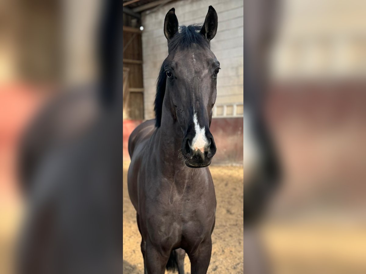 Deutsches Sportpferd Wallach 5 Jahre 167 cm Rappe in Großostheim