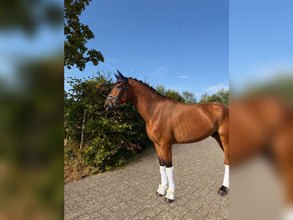 Deutsches Sportpferd, Wallach in Haiger