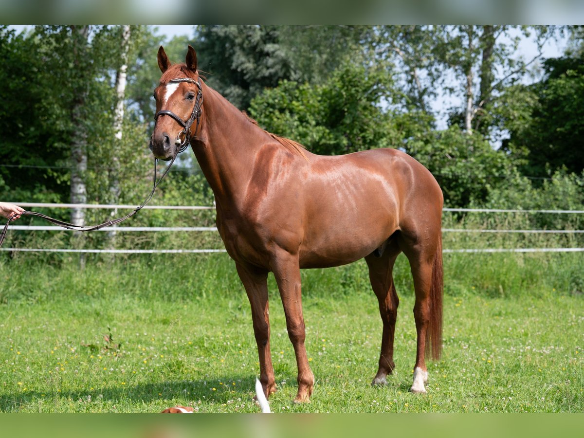 Deutsches Sportpferd Wallach 5 Jahre 168 cm Fuchs in Karlsfeld