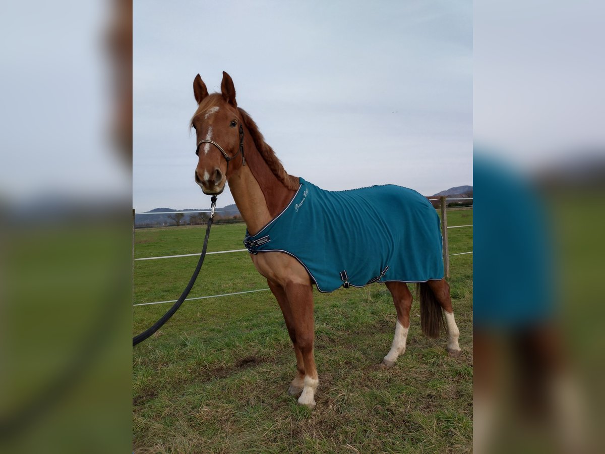 Deutsches Sportpferd Wallach 5 Jahre 168 cm Fuchs in Weinheim