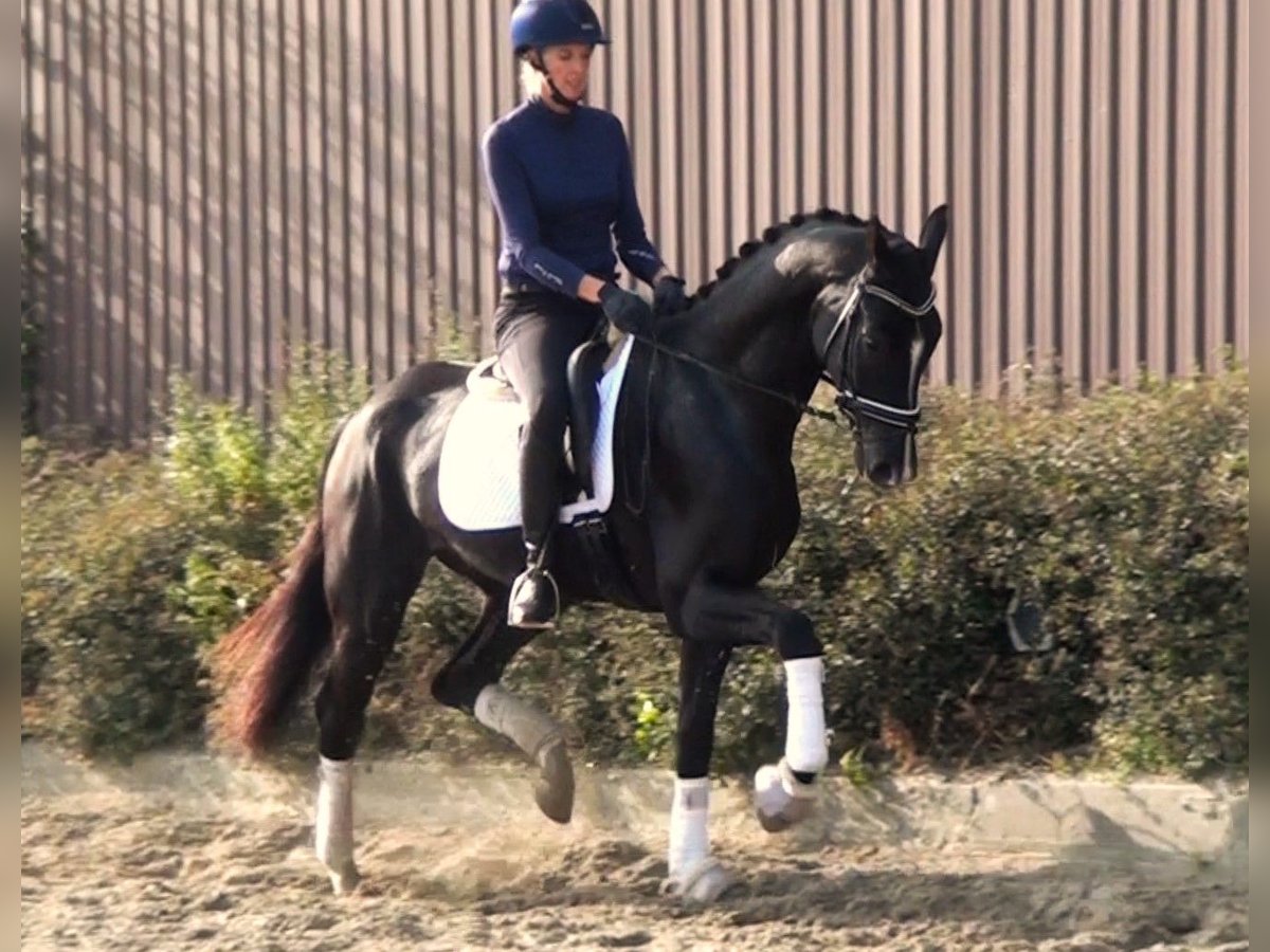 Deutsches Sportpferd Wallach 5 Jahre 168 cm Rappe in Linau