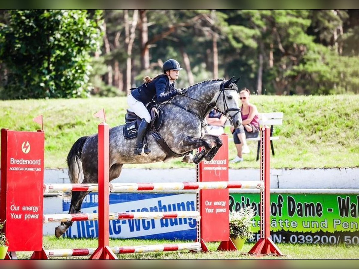 Deutsches Sportpferd Wallach 5 Jahre 168 cm Schimmel in Aschersleben