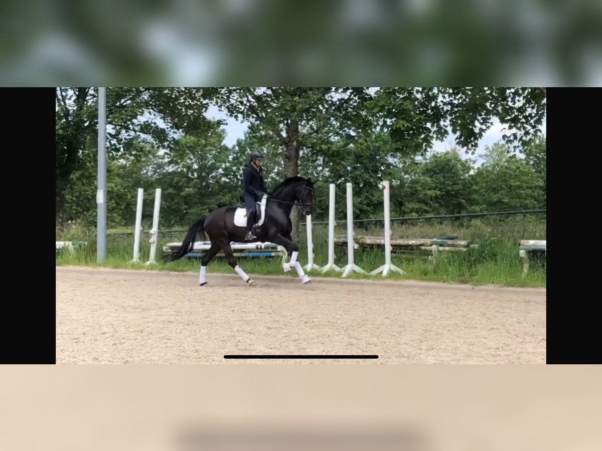 Deutsches Sportpferd Wallach 5 Jahre 168 cm Schwarzbrauner in SaarlouisSaarlouis