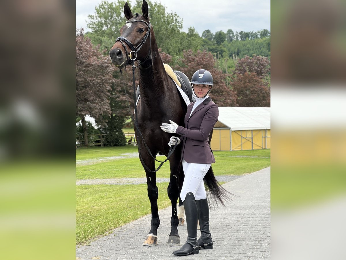 Deutsches Sportpferd Wallach 5 Jahre 170 cm Brauner in Vechta