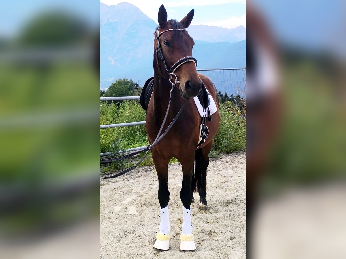 Deutsches Sportpferd Wallach 5 Jahre 170 cm Brauner in Polling in Tirol