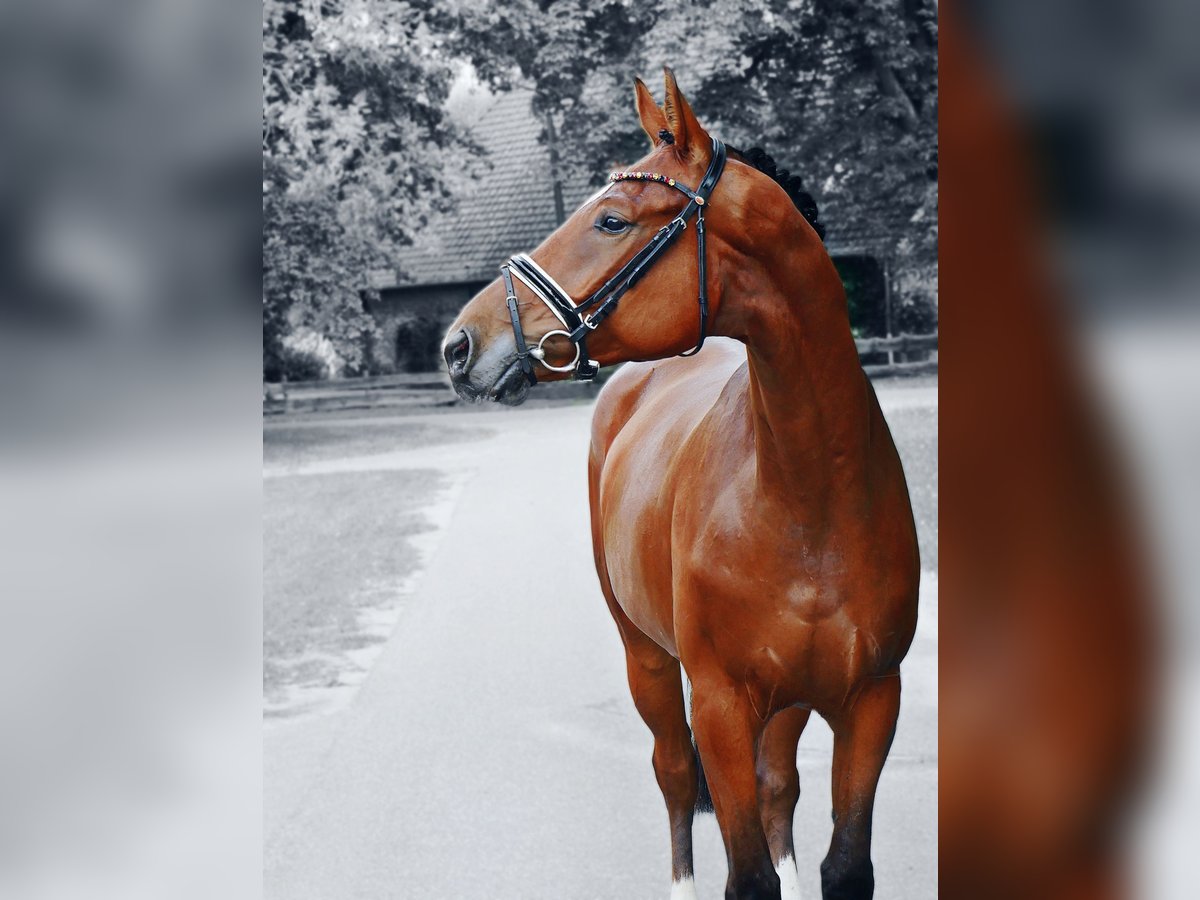 Deutsches Sportpferd Wallach 5 Jahre 170 cm Brauner in Ludwigslust