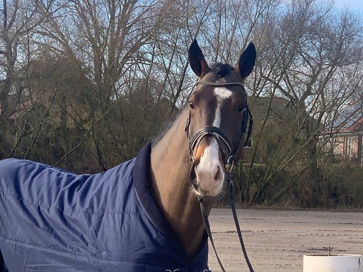 Deutsches Sportpferd Wallach 5 Jahre 170 cm Brauner in Verden (Aller)