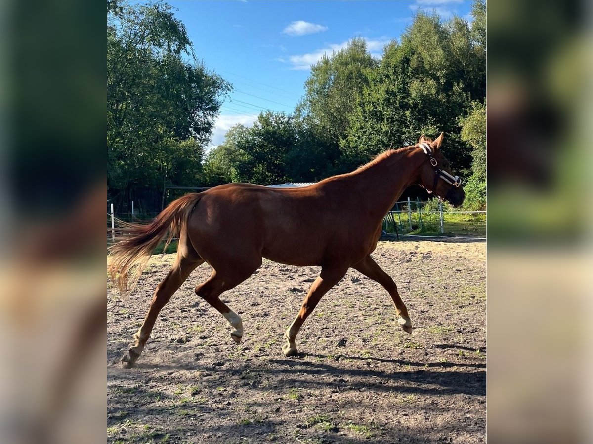 Deutsches Sportpferd Wallach 5 Jahre 170 cm Fuchs in Bremerhaven