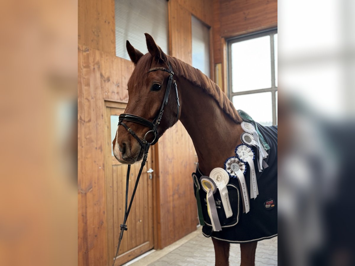 Deutsches Sportpferd Wallach 5 Jahre 170 cm Fuchs in Kirchenthumbach