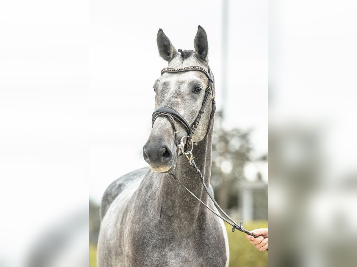 Deutsches Sportpferd Wallach 5 Jahre 170 cm Schimmel in Gomadingen