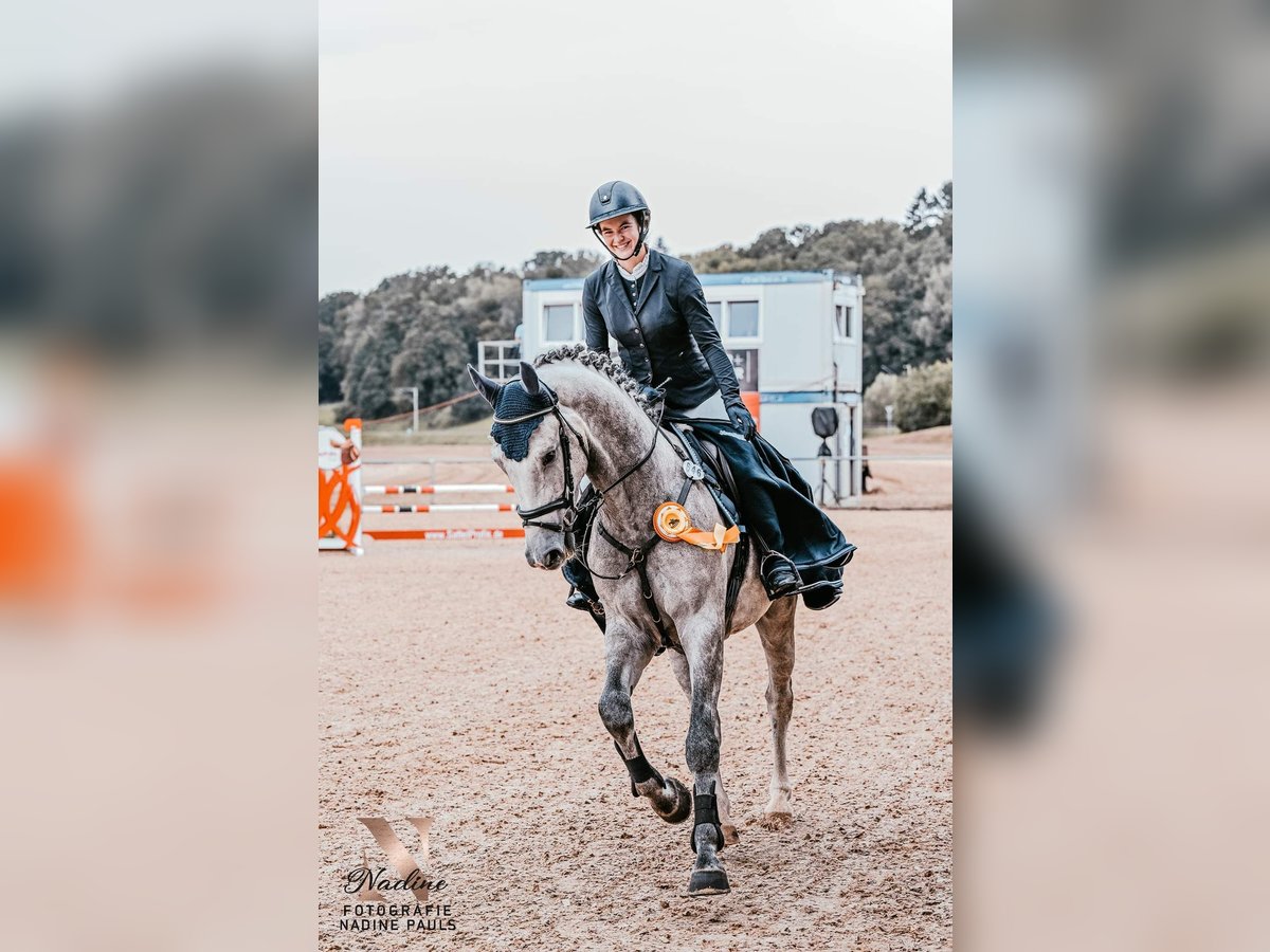 Deutsches Sportpferd Wallach 5 Jahre 170 cm Schimmel in Gerstetten