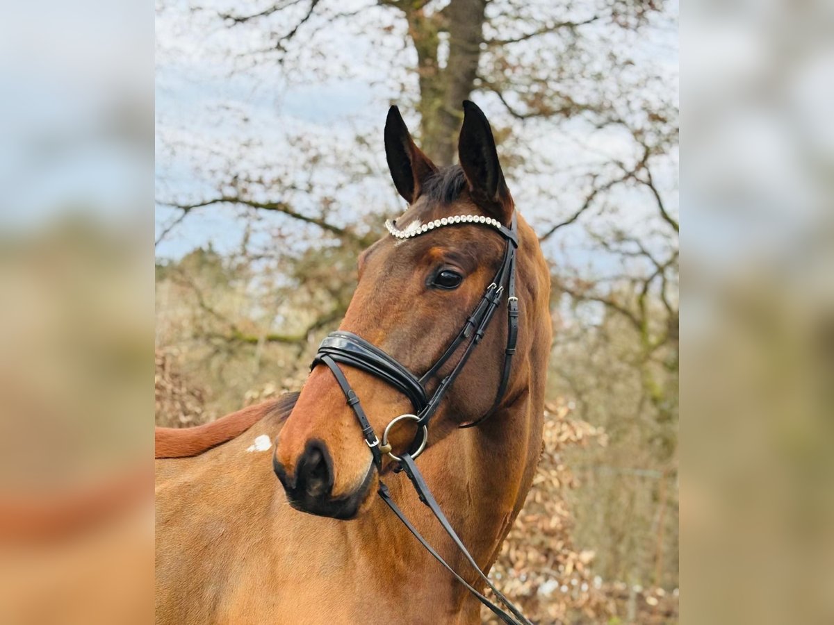 Deutsches Sportpferd Wallach 5 Jahre 171 cm Brauner in Ostrach