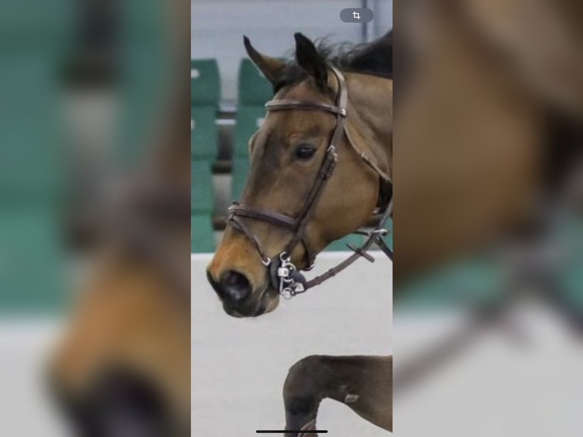 Deutsches Sportpferd Wallach 5 Jahre 172 cm Brauner in Mainz