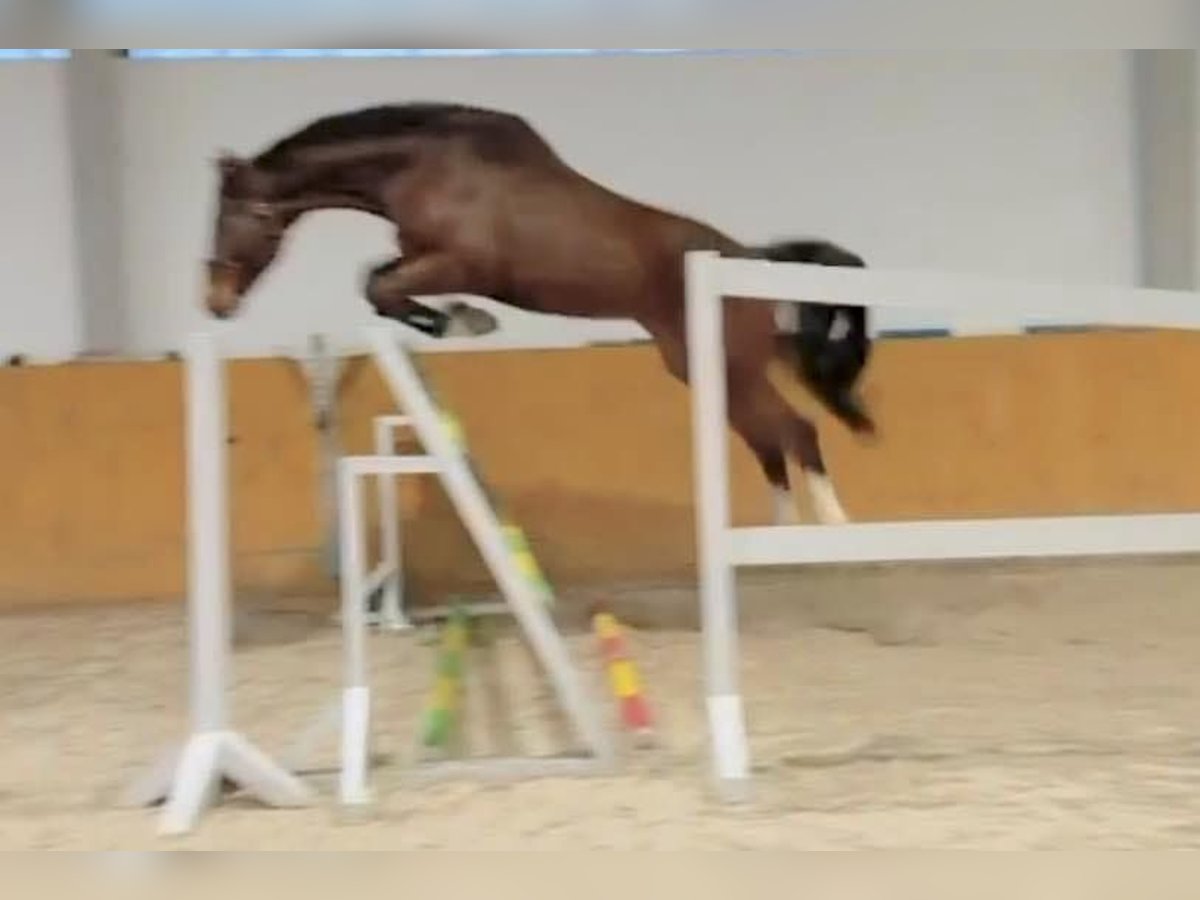 Deutsches Sportpferd Wallach 5 Jahre 172 cm Rotbrauner in KRAJENKA