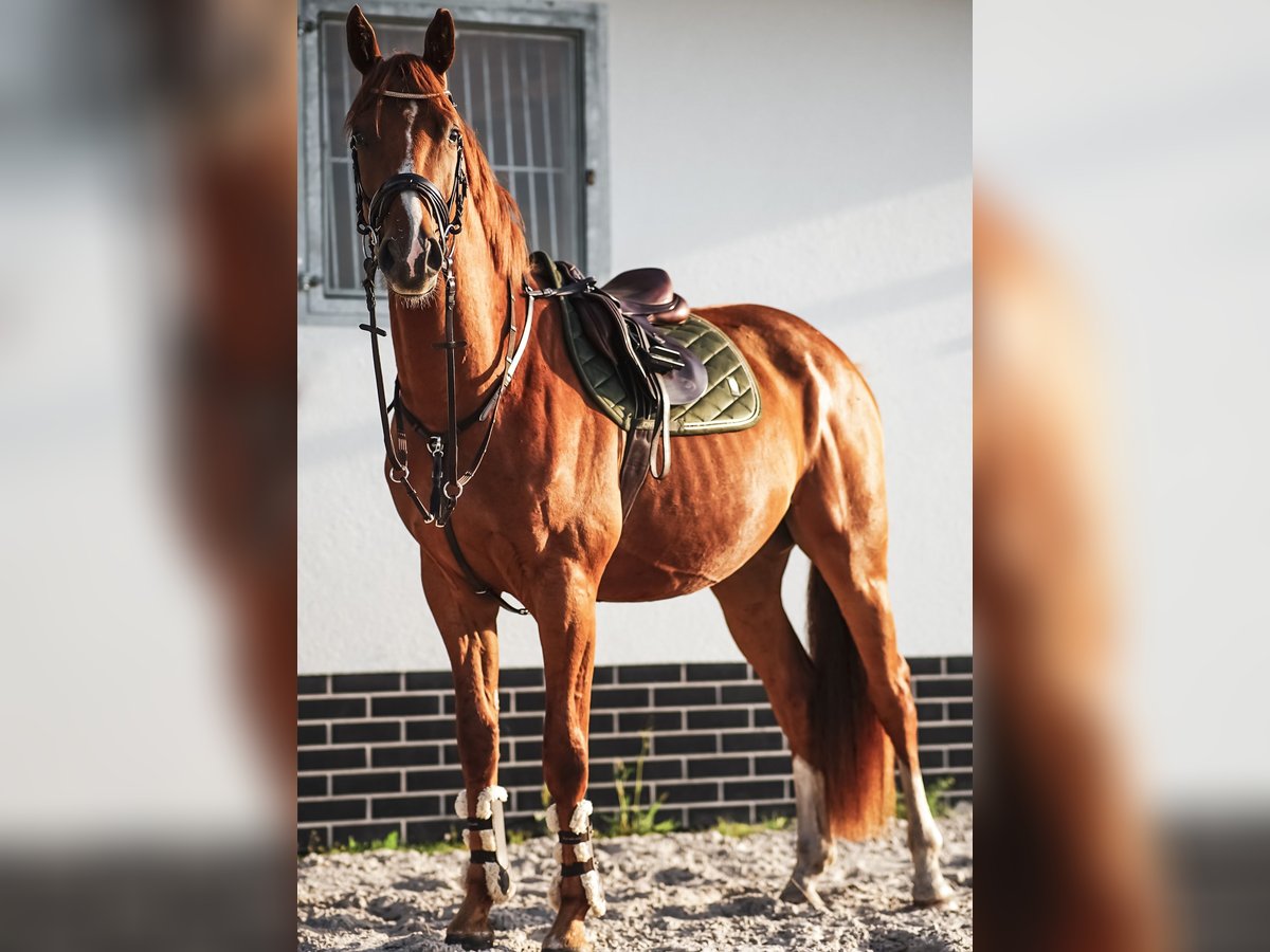 Deutsches Sportpferd Wallach 5 Jahre 173 cm Fuchs in L&#xF6;wenberger Land