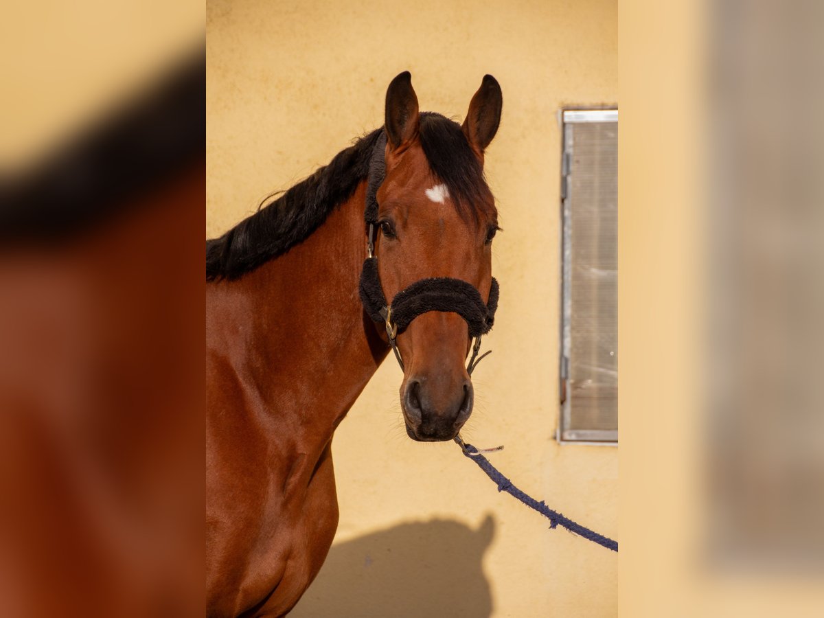 Deutsches Sportpferd Wallach 5 Jahre 174 cm Brauner in Gundelfingen an der Donau