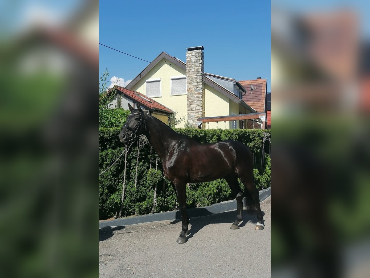Deutsches Sportpferd, Wallach in Horb am Neckar