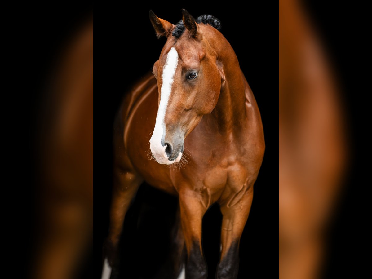 Deutsches Sportpferd Wallach 5 Jahre 175 cm Brauner in Buchholz (Westerwald)