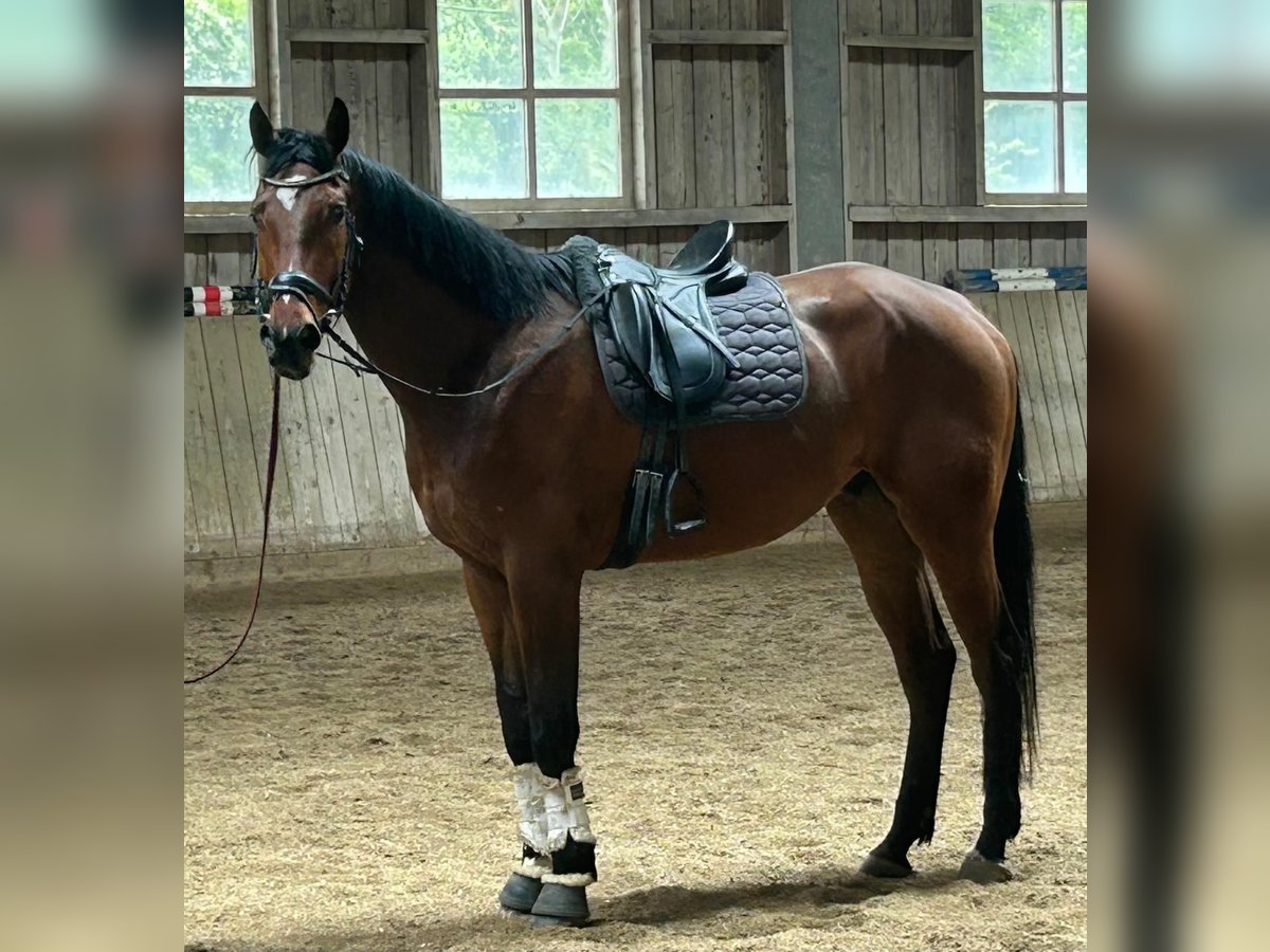 Deutsches Sportpferd Wallach 5 Jahre 178 cm Brauner in Pliening